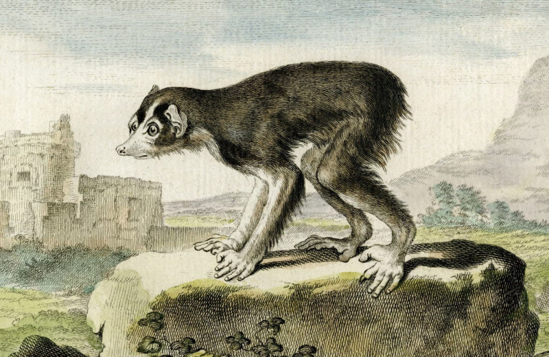 Французский аристократ описал процесс эволюции за 100 лет до Дарвина