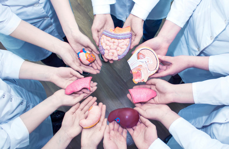 Хранить не в холодильнике: как продлить жизнь органам вне тела