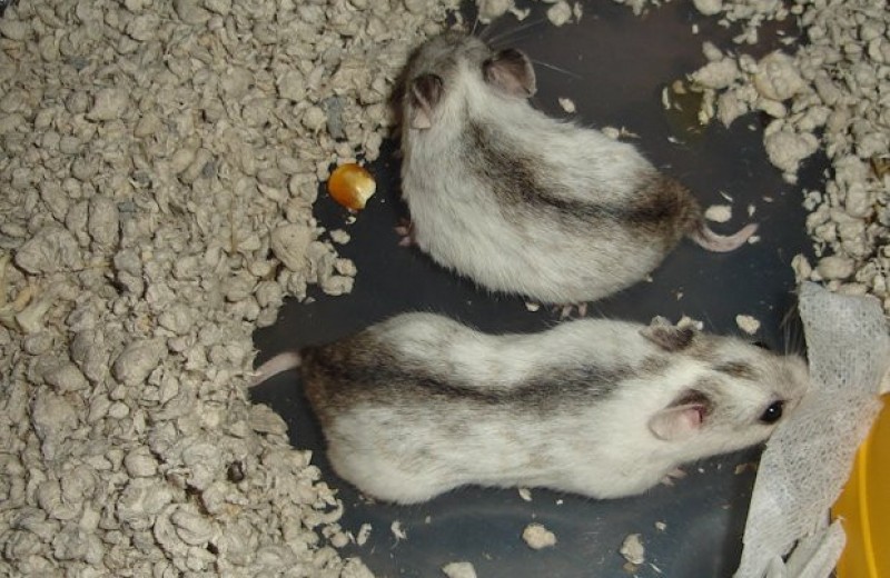 Аномальное тепло помешало мышам и хомячкам вырастить детей