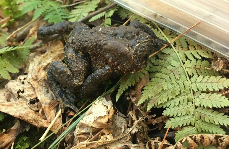 Жаба лишилась головы, но продолжает жить: загадка из лесов Коннектикута