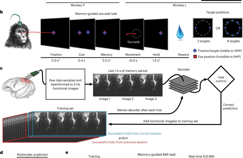 Новый тип интерфейса мозг-компьютер использует ультразвук для чтения мыслей