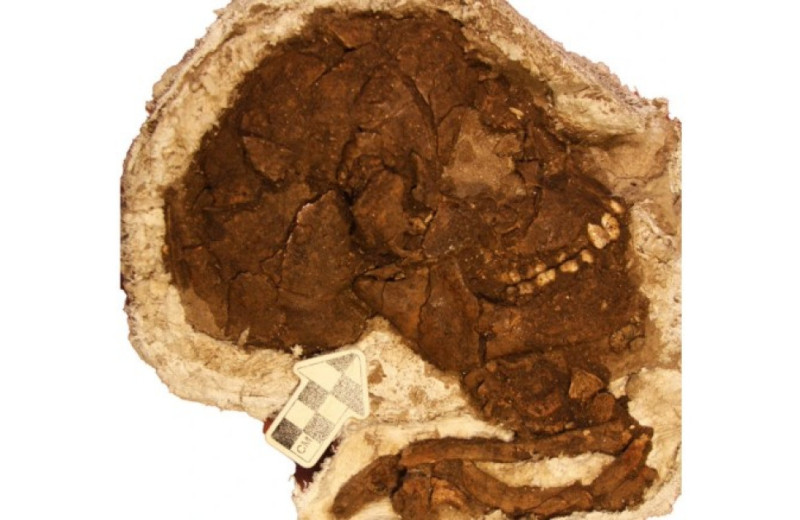 Антропологи реконструировали верхнюю челюсть жившего 115 тысяч лет назад ребенка