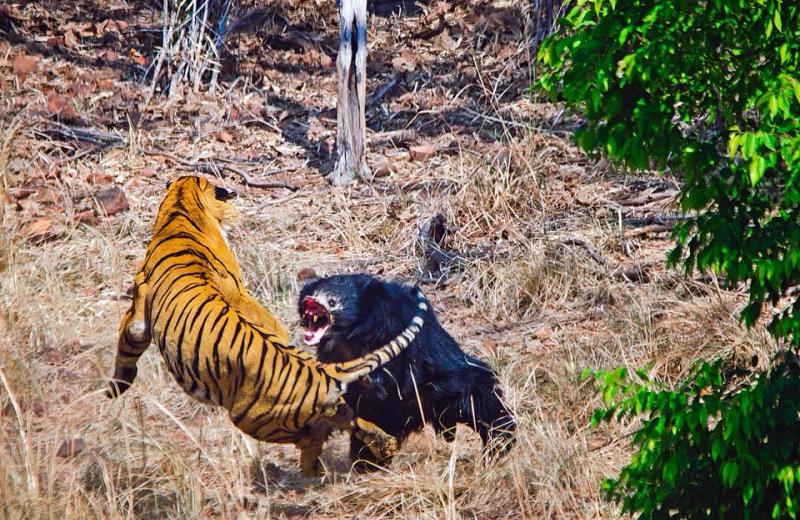 Медведица-губач спасает медвежонка от тигра: видео