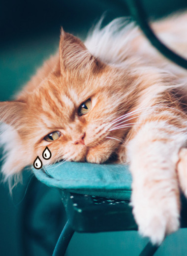 Скучают ли кошки, когда остаются одни? Вот что говорят ученые