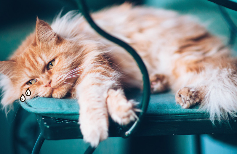 Скучают ли кошки, когда остаются одни? Вот что говорят ученые