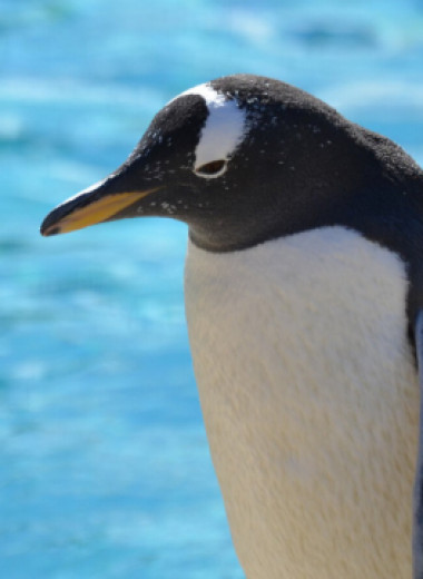 Почему пингвины уходят: объясняем, что произошло с пингвином-отшельником из вирусного видео