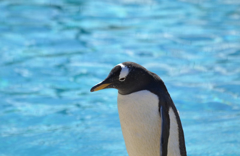 Почему пингвины уходят: объясняем, что произошло с пингвином-отшельником из вирусного видео