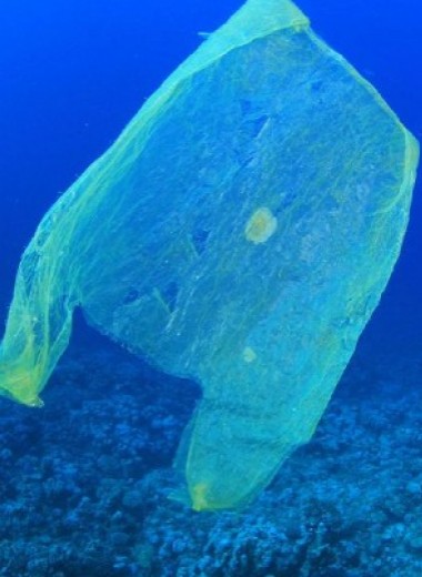 Пластик в океане оказался угрозой для главной фотосинтезирующей бактерии планеты