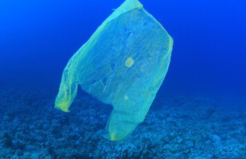 Пластик в океане оказался угрозой для главной фотосинтезирующей бактерии планеты