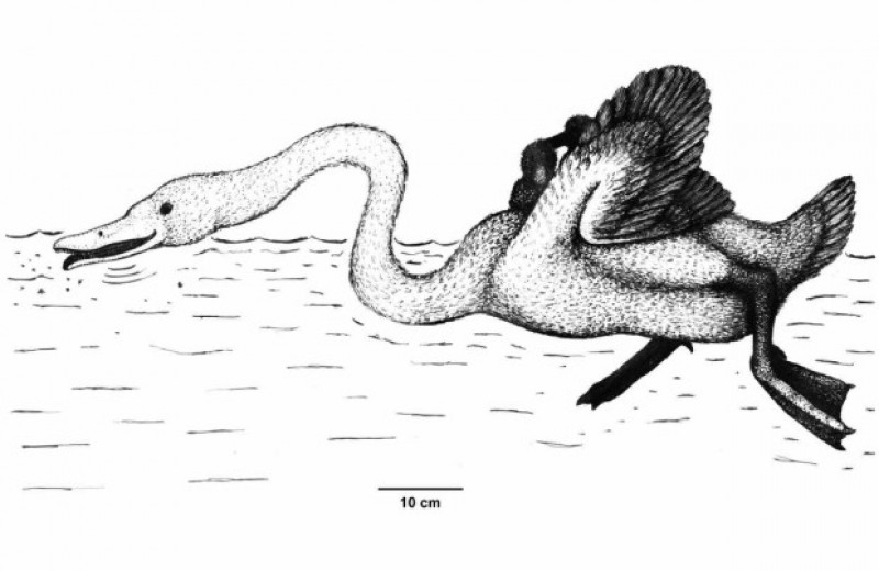 Палеонтологи описали живших 11,5 миллиона лет назад нелетающих лебедей-фильтраторов