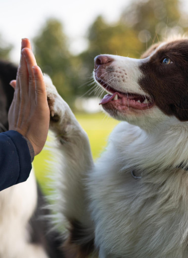 Топ-3 пород собак, которых признали самыми умными в мире