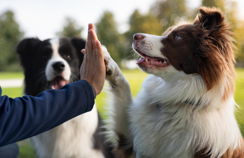Топ-3 пород собак, которых признали самыми умными в мире