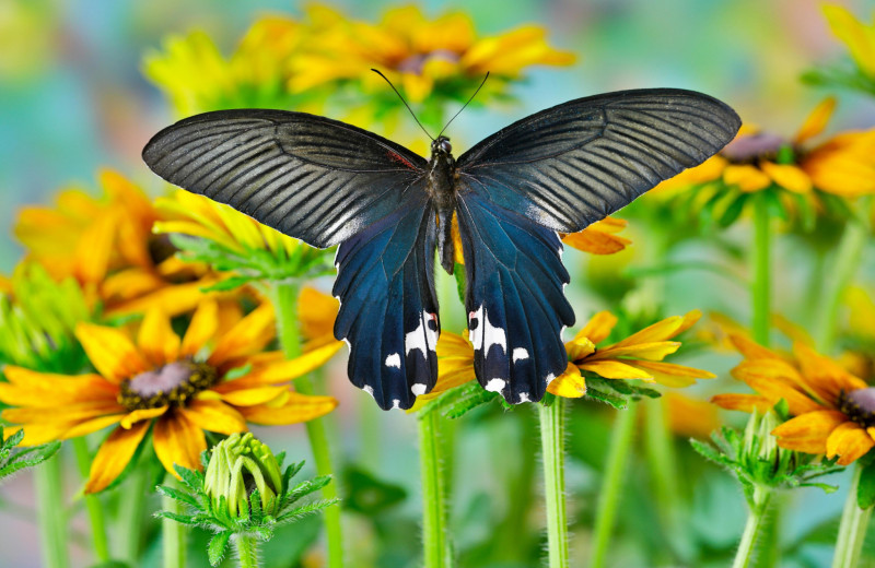 Эффект бабочки: как чешуекрылым насекомым удается оставаться для нас таинственными незнакомцами