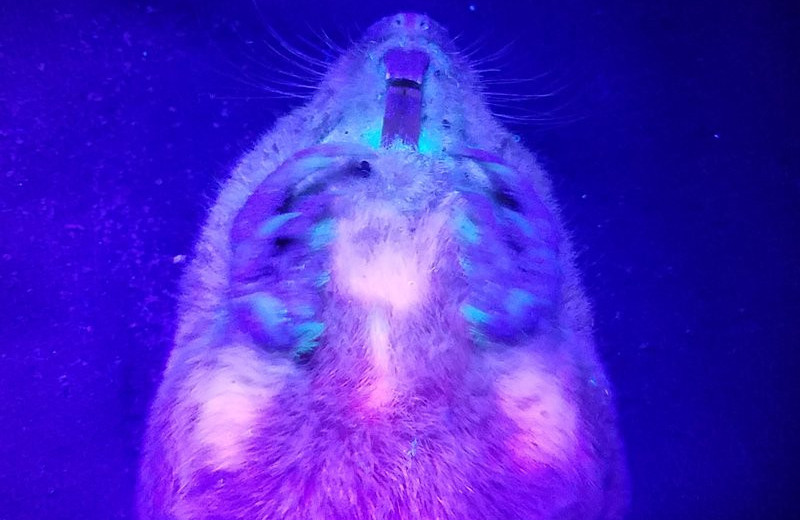 У роющих млекопитающих впервые обнаружена биофлуоресценция