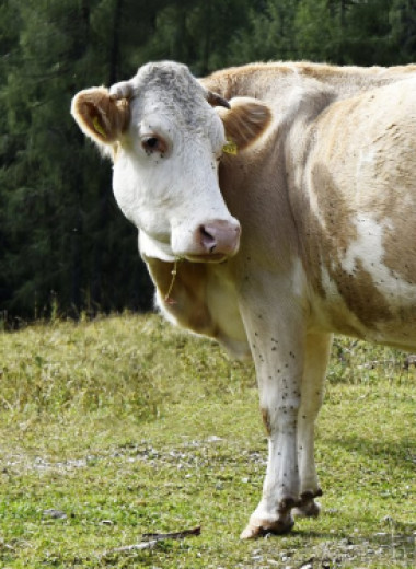 Насколько высоки выбросы парниковых газов от животноводства?