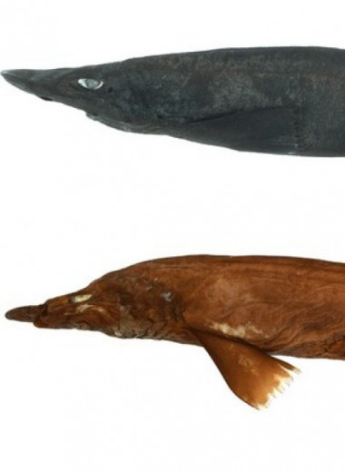 «Русалочьи кошельки» с T-образными гребнями приписали новому виду акул