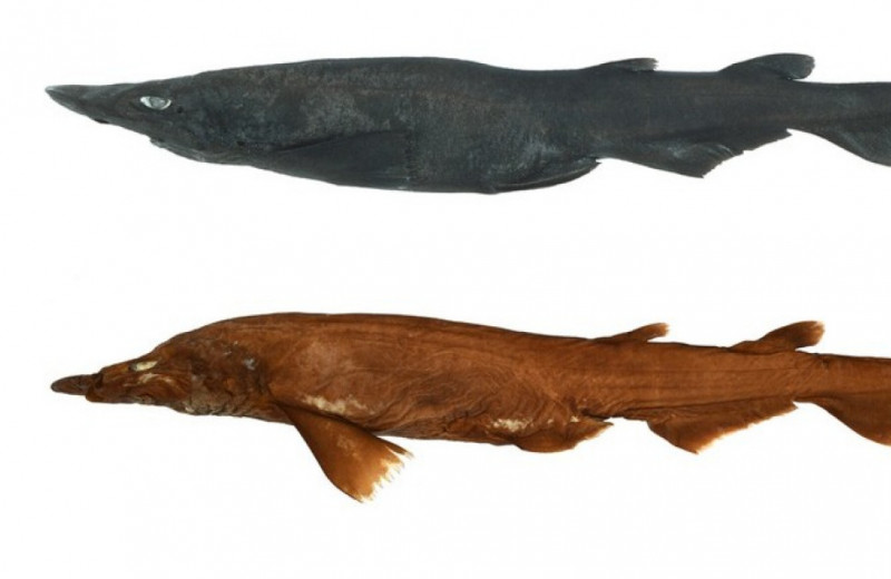 «Русалочьи кошельки» с T-образными гребнями приписали новому виду акул