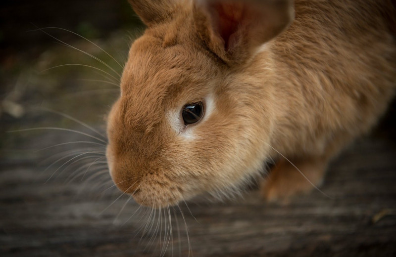 Кролики и все, что о них следует знать владельцам: привычки, диета и другие факты