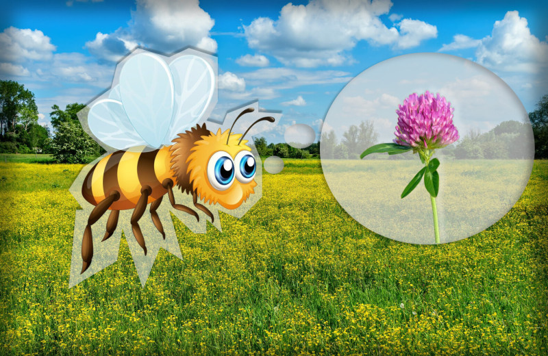 Какие виды меда бывают и как получают разные сорта