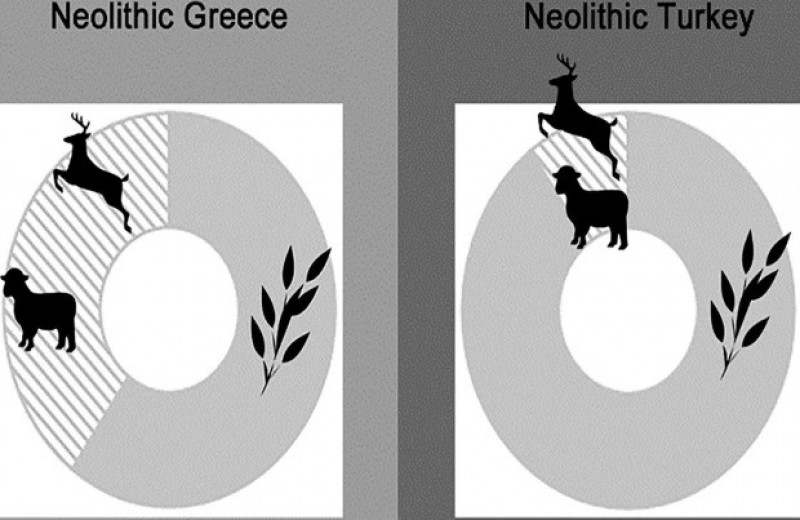 Биоархеологи разобрались в рационе первых греческих земледельцев