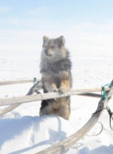 Сибирские арктические собаки скрестились со степными и научились пасти оленей