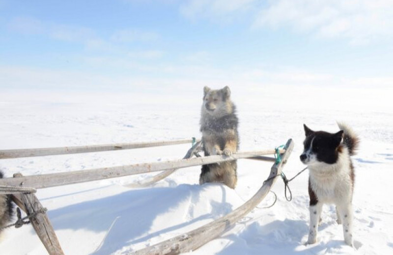 Сибирские арктические собаки скрестились со степными и научились пасти оленей
