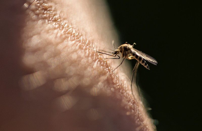 Как правильно лечить комариные укусы. Советы врача