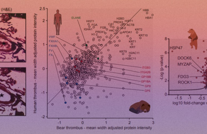 Низкий уровень белка теплового шока защитил медведей от тромбоза во время спячки