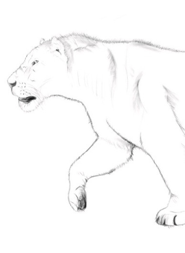 На гравировке из Италии опознали последнего пещерного льва Европы