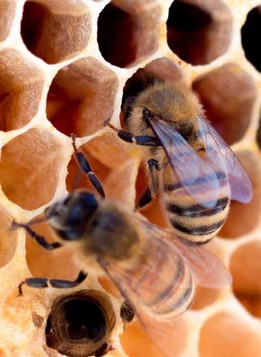 Как пчелы делают мед: все секреты процесса получения природного десерта