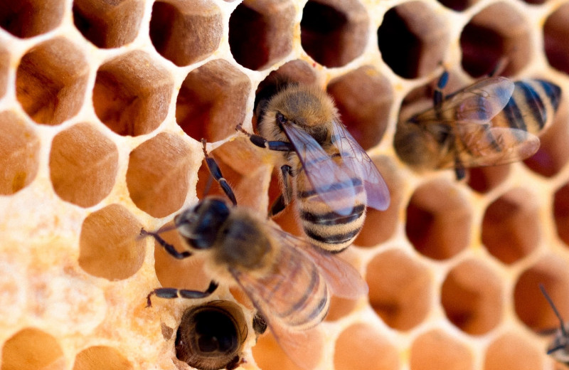 Как пчелы делают мед: все секреты процесса получения природного десерта