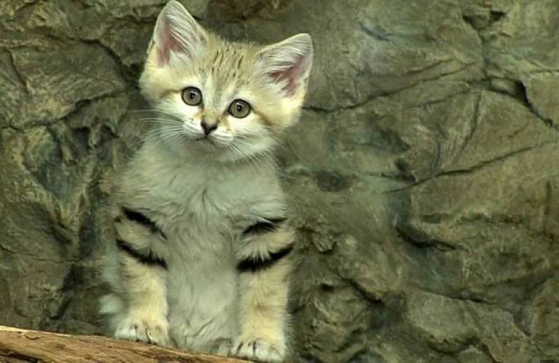 10 самых редких и необычных видов диких кошек