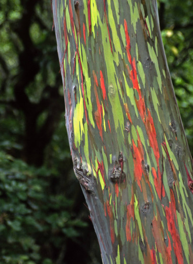 Не ИИ, не фотошоп и не краска: почему ствол радужного эвкалипта разноцветный