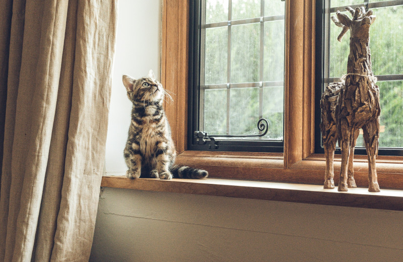 «Один дома»: можно ли оставить кошку в одиночестве на несколько дней и как сделать это правильно