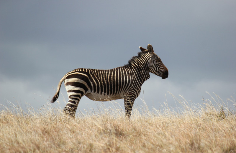 Уникальные зедонки и прочие зеброиды: какие они, гибриды зебр и других лошадиных