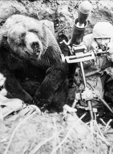 Как медведь боеприпасы на войне носил: невероятная история косолапого капрала, который прошел через всю Вторую Мировую
