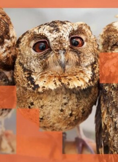 «Учителя»-ИИ могут передавать свои предубеждения обучаемым ИИ-системам