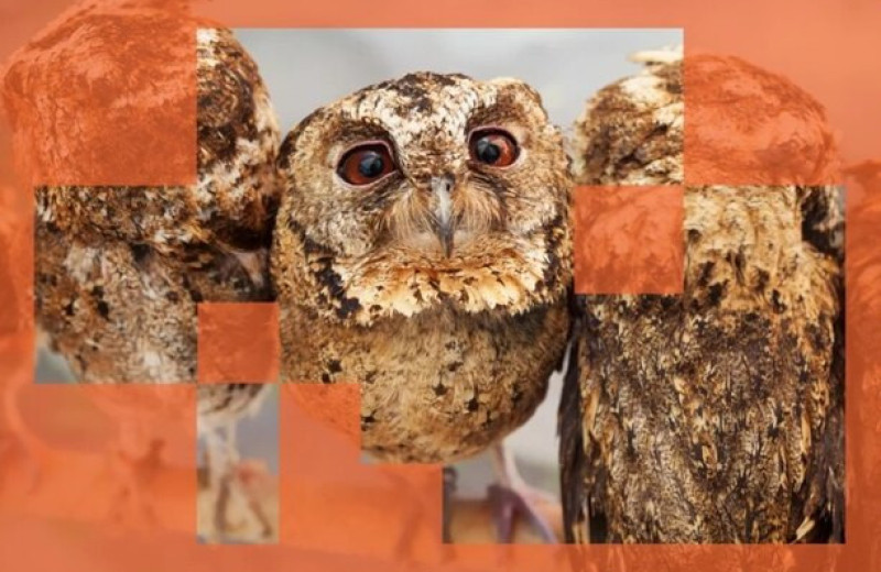 «Учителя»-ИИ могут передавать свои предубеждения обучаемым ИИ-системам