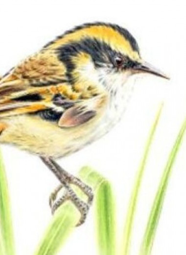 Орнитологи описали новый вид птиц с субантарктических островов