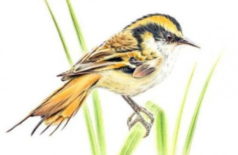 Орнитологи описали новый вид птиц с субантарктических островов