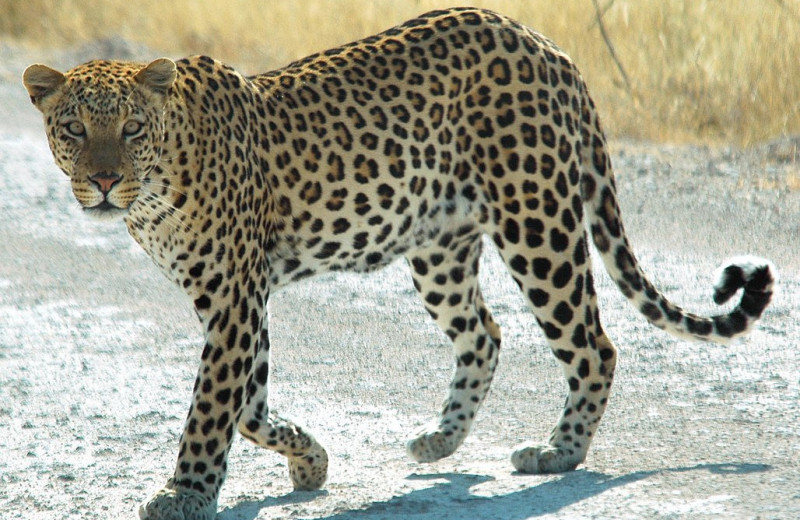 На юго-западе Камеруна впервые за 20 лет замечен леопард
