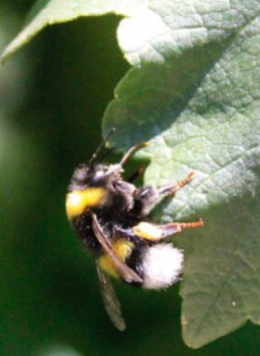 Шмели отличили короткое мигание лампочки от длинного