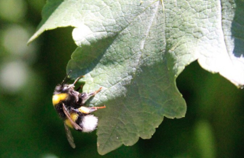 Шмели отличили короткое мигание лампочки от длинного