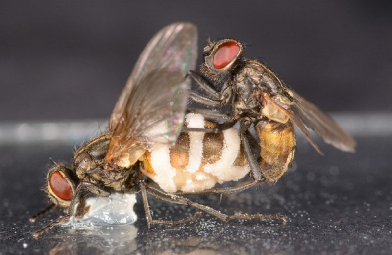 Запах паразитического грибка заставил самцов мух спариваться с мертвыми самками