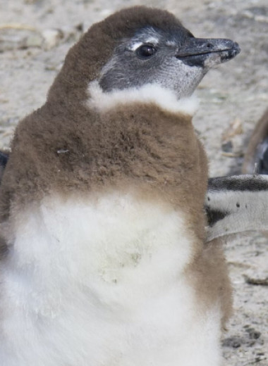 Африканские пингвины за тысячелетия научились 