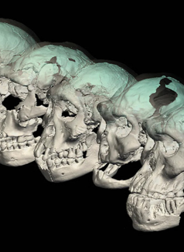 Устройство мозга древнейших людей оказалось ближе к обезьяньему