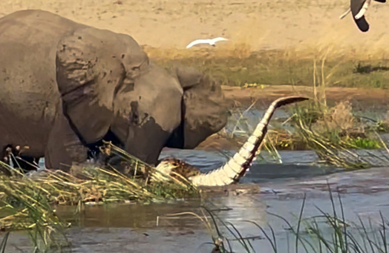 Слониха убила крокодила, защищая детеныша: видео