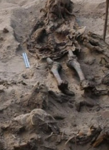 Российские археологи обнаружили в Египте захоронение ребенка со 142 собаками