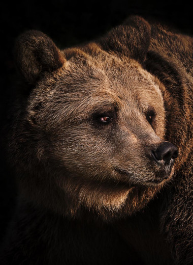 Что защищает медведей от тромбоза вен и как это может помочь человеку