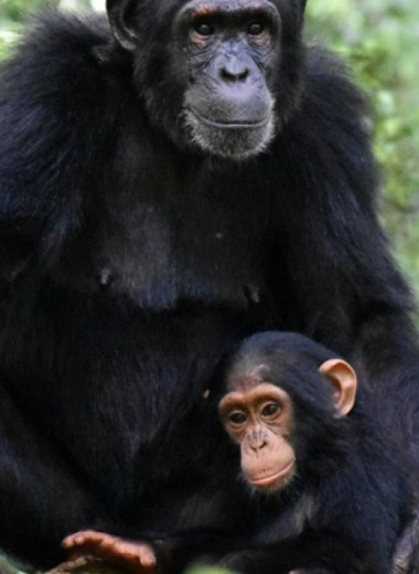 Самки шимпанзе не перестали играть со своими детенышами в условиях нехватки пищи